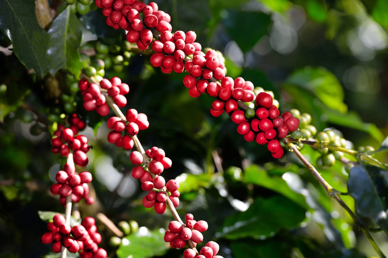 Cerises de café arabica mûres sur la branche, illustrant la chaîne de valeur du café vert importé en Belgique.